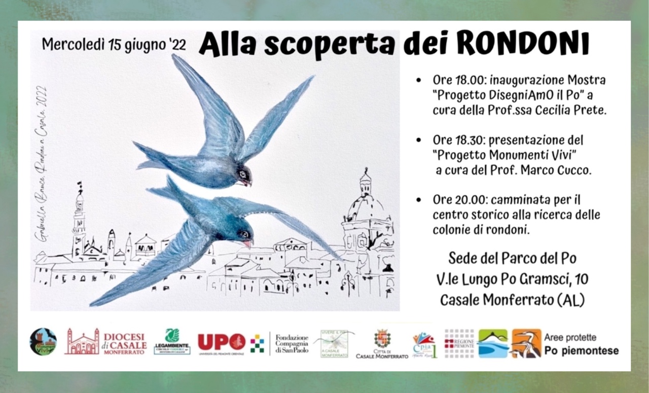 Alla scoperta dei rondoni!